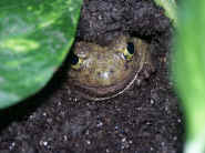 7-7-05 frank in hole leaves on each side.jpg (117594 bytes)